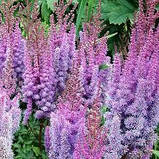 Астильба Superba 1/2n, фото 5