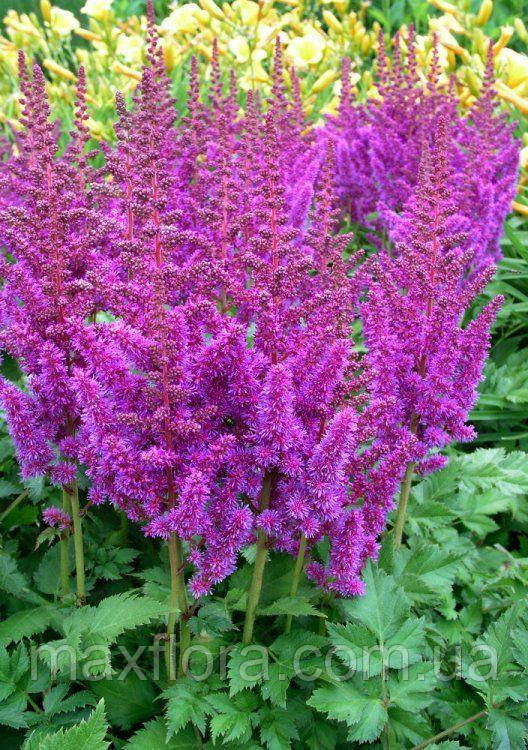 Астильба Superba 1/2n, фото 1