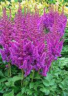 Астильба Superba 2-3квітоноса