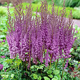 Астильба Superba 1/2n, фото 4