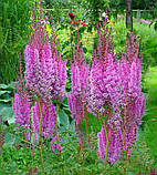 Астильба Superba 1/2n, фото 7