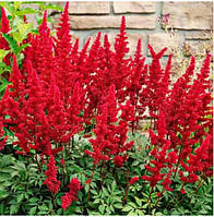 Астильба Fanal 2-3 квітоноса