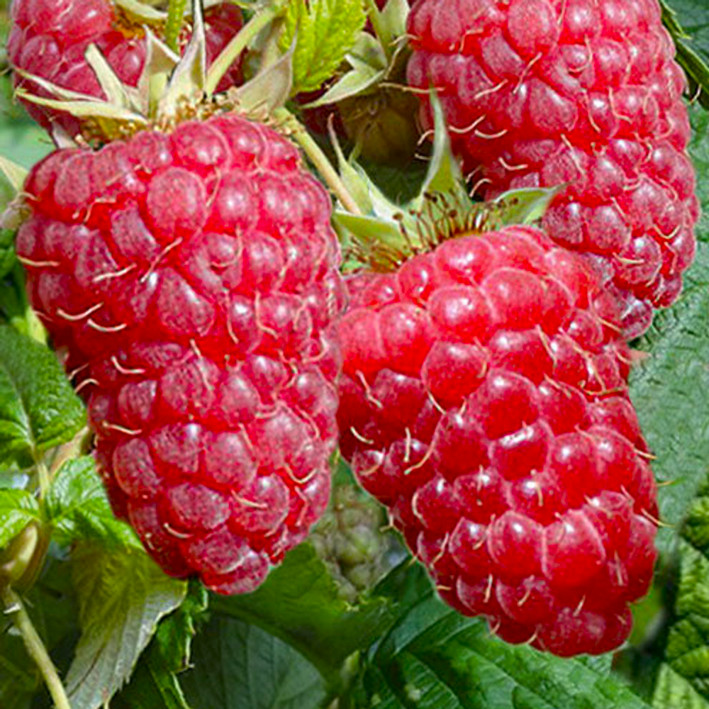 Саджанці малини Примара - ремонтантна, безшипна, великоплідна, солодка., фото 1