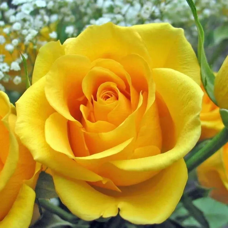 Троянда Керіо