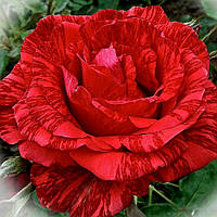 Троянда Ред Інтуіш