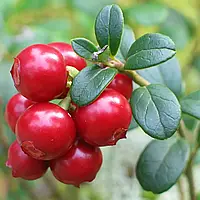 Брусниця Ред Перл Р9