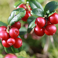 Брусниця Руно Білявське Р9