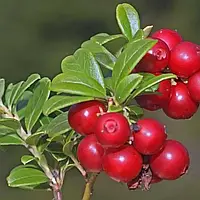 Брусниця Ред Кенді Р9