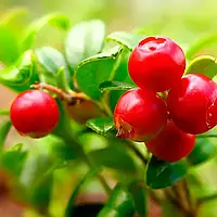 Брусниця Корал Р9