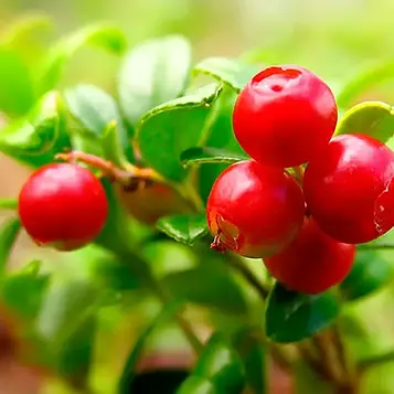 Брусниця Корал Р9