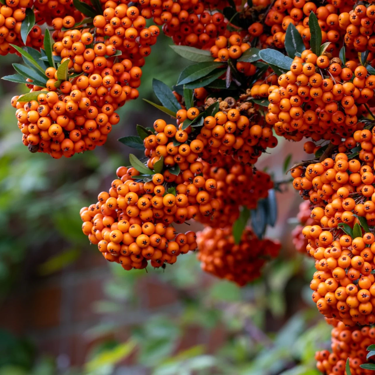 Піраканта яскраво-помаранчева Оранж Глоу Р9