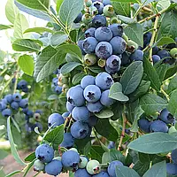 Лохина Блюкроп Р9