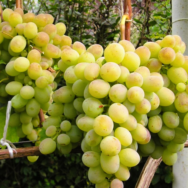 Виноград Ланселот
