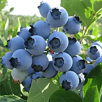 Лохина Патріот Р9