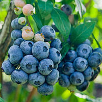 Лохина Нельсон (2-х річна) С1