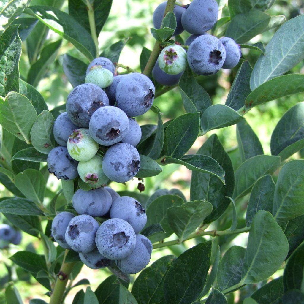 Лохина Блюджей С2, фото 1