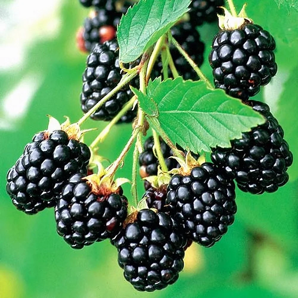 Ожина Апачі