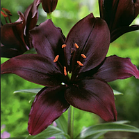 Цибулини ЛІЛІЯ LA гібрид Methone (1 шт.)