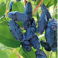 Жимолость Німфа