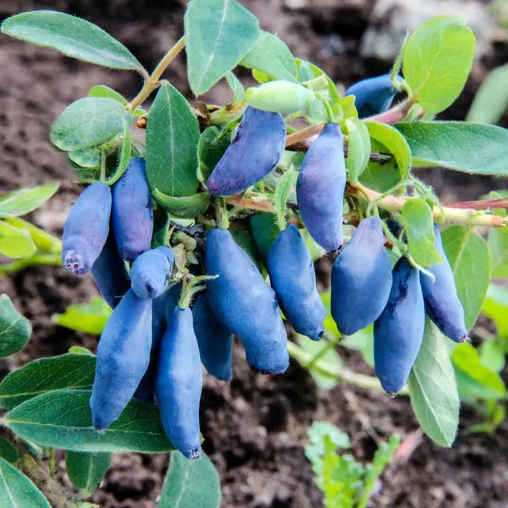 Жимолость Сильгінка