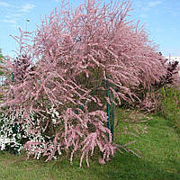 Тамарикс Р9