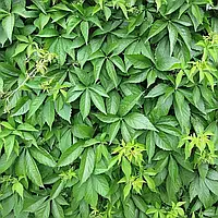 Дівочий виноград п'ятипелюстковий Р9