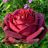 Саджанці троянд Графиня фон Харденберг