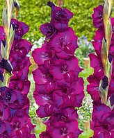 Гладіолус Next Level 10/12