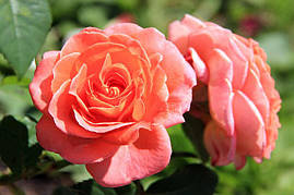 Саджанці троянд Мамі Дітьєр