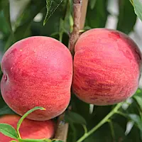 Персик Роял Джим