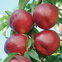 Нектарин Старк Сангло