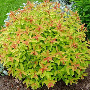 Спірея японська Голден Карпет Р9