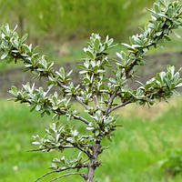 Обліпиха Чуйська (чоловічий)