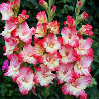 Гладіолус Gerona 10/12