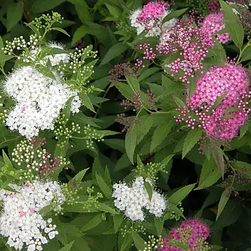 Спірея японська Дженпей Р9