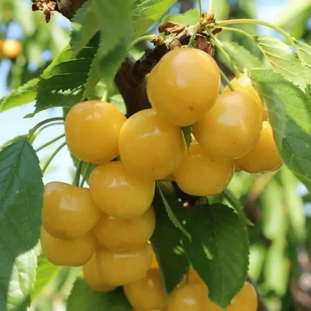 Черешня Сонячна Куля