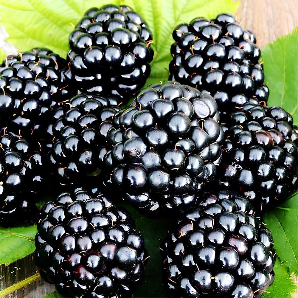 Ожина Оркан