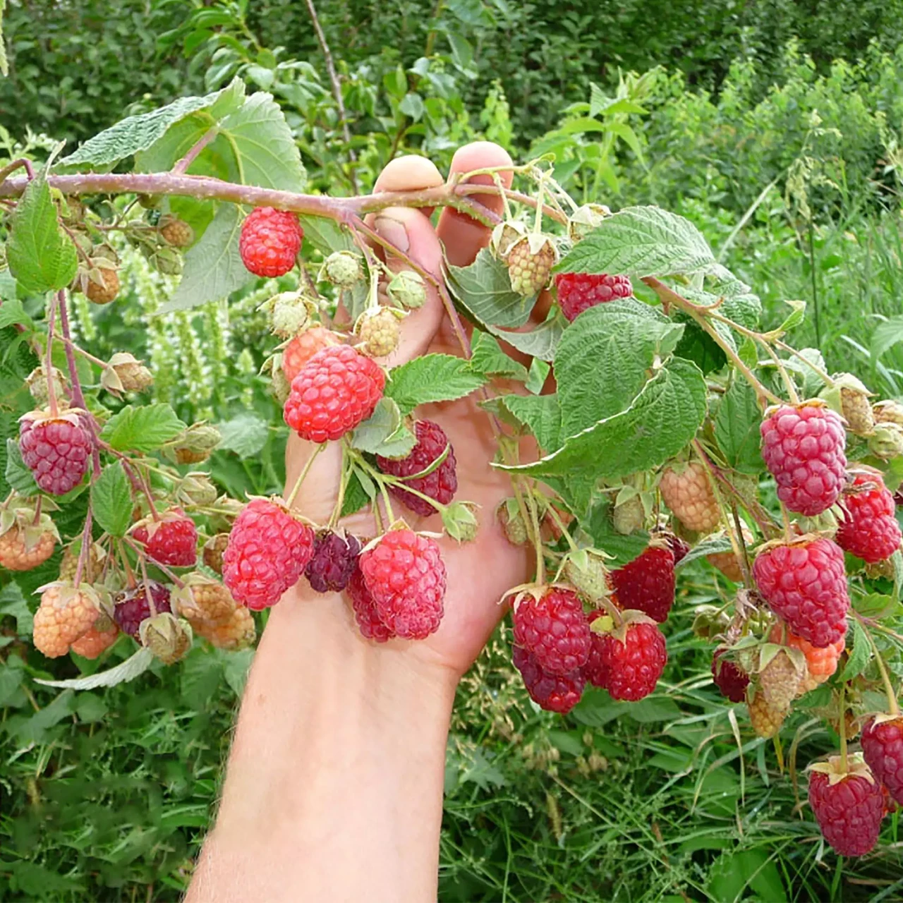 Малинове дерево Брусвяна