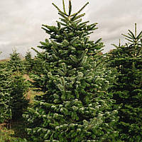 Ялиця Нордмана Р9