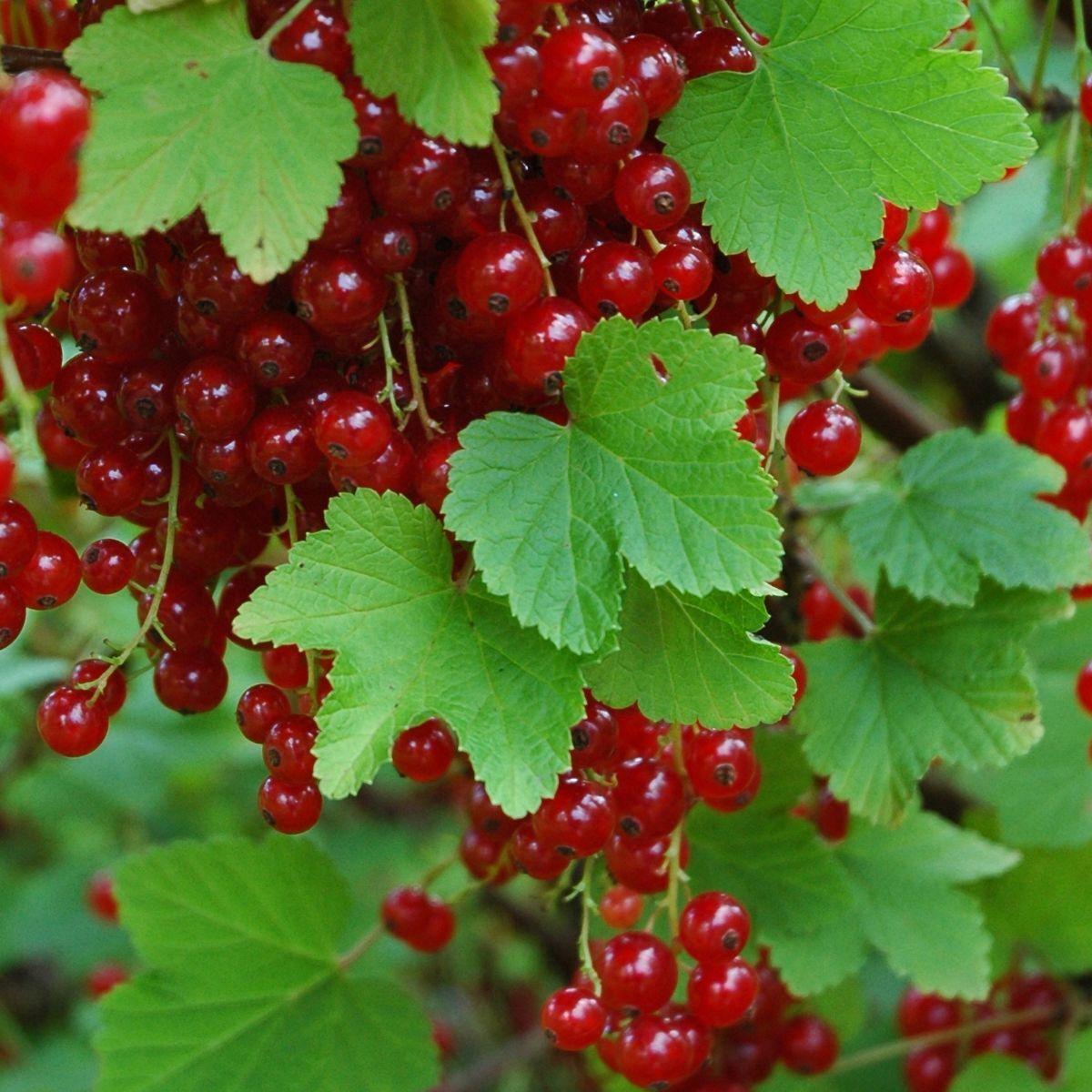 Смородина червона Ролан