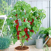 Смородина штамбова Ровада