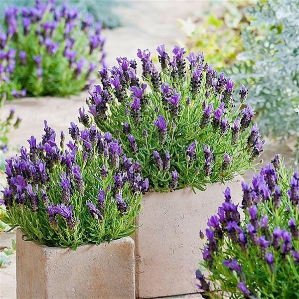 Саджанці Лаванди вузьколистої Платинум Ніко (Lavandula angustifolia Platinum nico) ПКС, фото 1