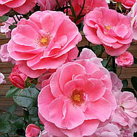 Троянда Лавінія