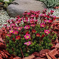 Ломикамінь Арденса рожевий Р9