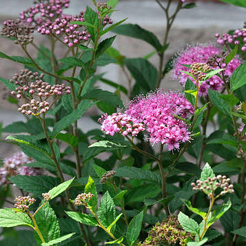 Спірея японська Літл Принцес Р9