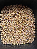 Тигровий горіх Xufex (Іспанія) Tiger Nut Standart Mix 8-12mm (2025) - 25kg, фото 11