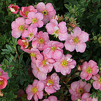 Перстач Лавлі Пінк Р9