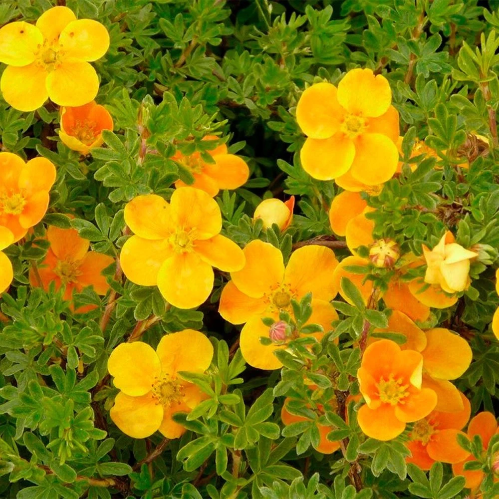 Перстач Танжерін Р9