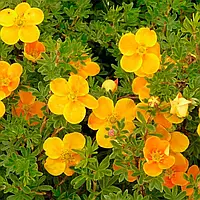 Перстач Танжерін Р9