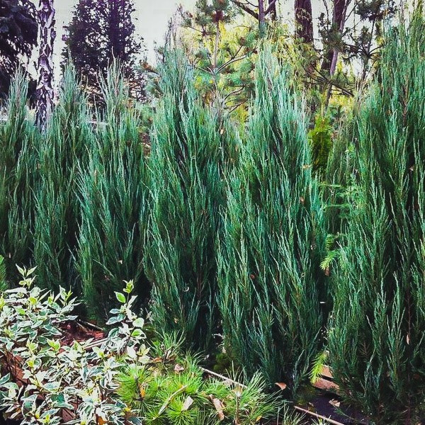 Ялівець скельний Блю Арроу Р9, фото 1